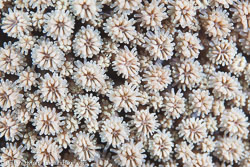 BD-140324-Apo-3522-Porites-sp.-Link.-1807-[Hump-coral].jpg